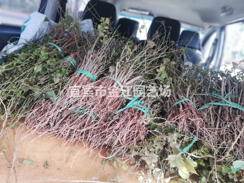 宜賓三角梅批發(fā)，30公分三角梅價(jià)格多少一株
