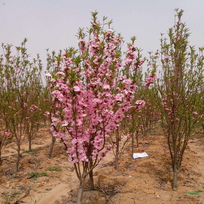 長(zhǎng)期出售2公分碧桃樹(shù)苗價(jià)格 碧桃樹(shù)規(guī)格齊全