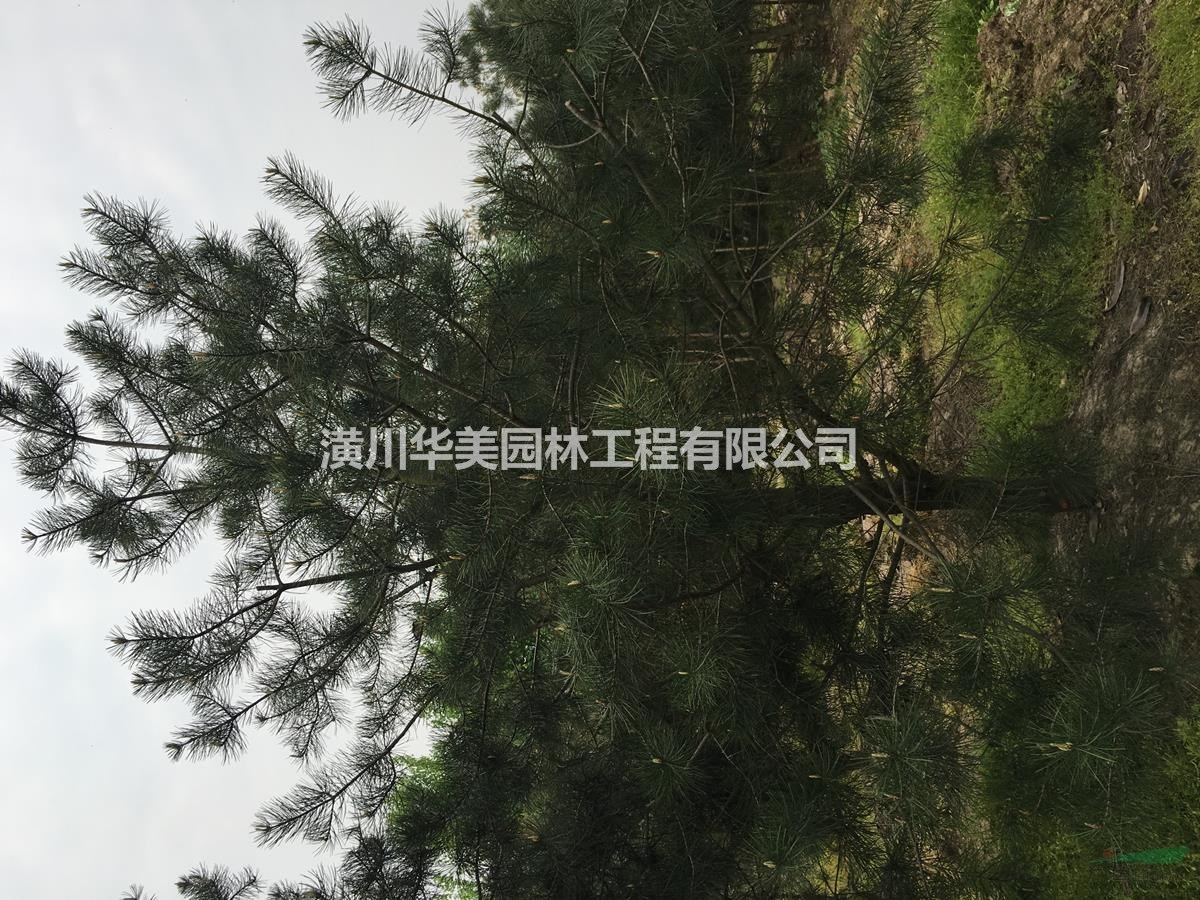 白皮松價格，造型白皮松價格，河南省白皮松價格表