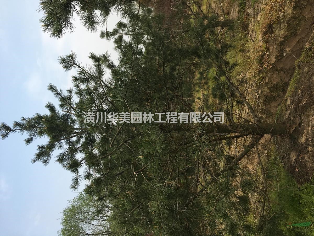 白皮松價格，造型白皮松價格，河南省白皮松價格表