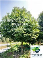 成都天竺桂苗圃直批 10-13公分天竺桂