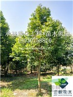 成都天竺桂苗圃直批 10-13公分天竺桂