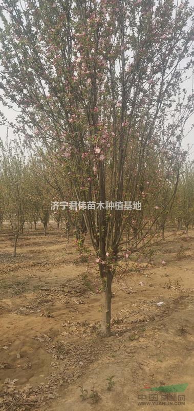 西府海棠8----13公分西府海棠
