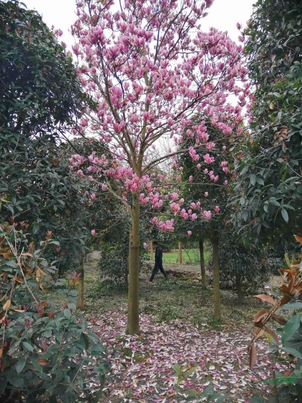 紅花玉蘭