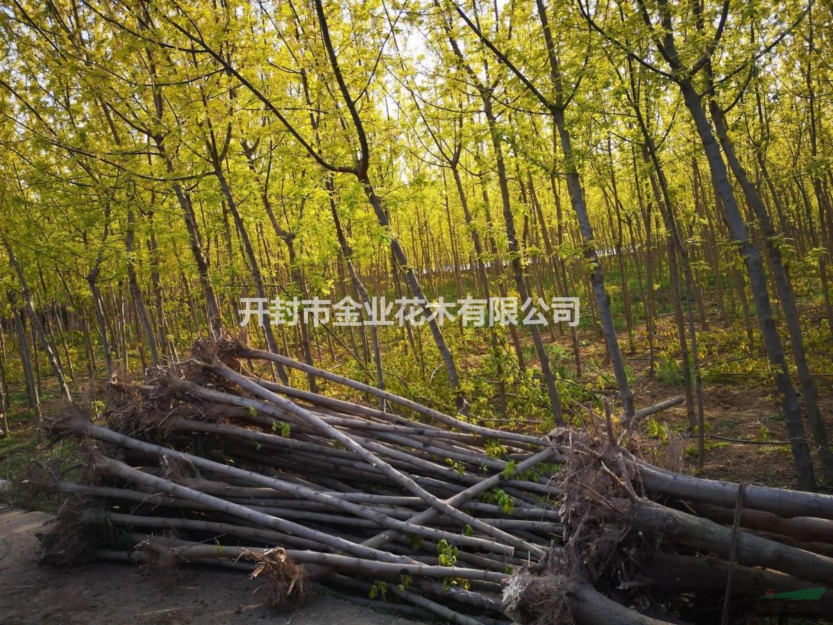 金葉復(fù)葉槭5到9公分。北美海棠3到9公分。一手貨源。自家苗圃