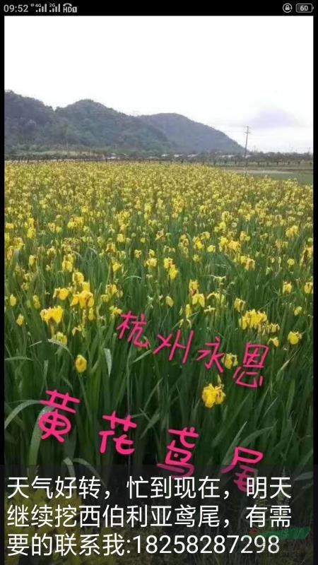 水生植物，沉水植物，觀賞草，浙江杭州蕭山水生鳶尾
