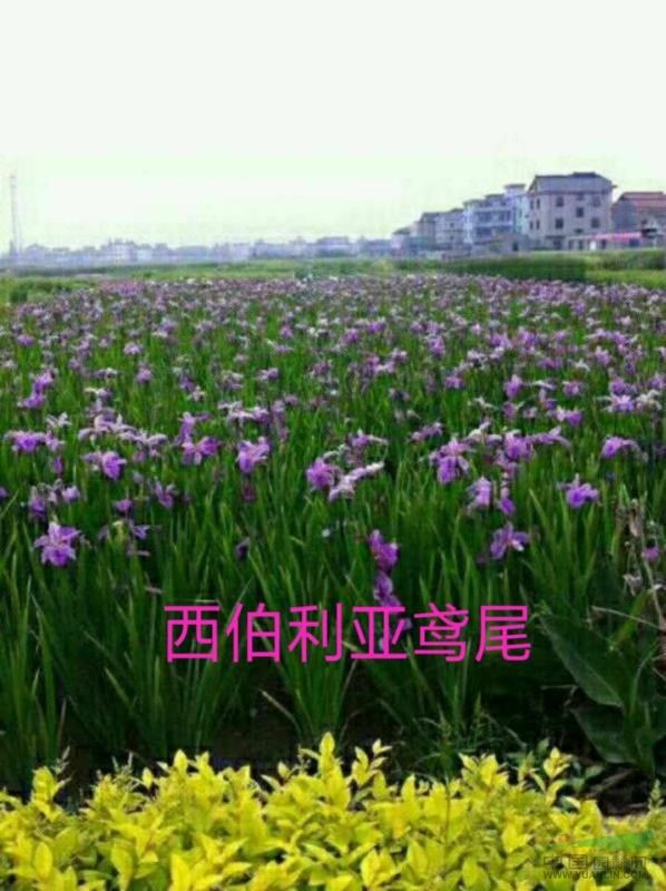 水生植物，沉水植物，觀賞草，浙江杭州蕭山水生鳶尾