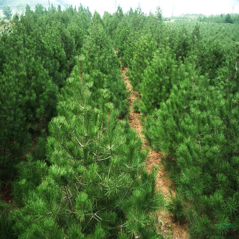 大量出售30公分白皮松小苗好的貨源 白皮松樹成活率高