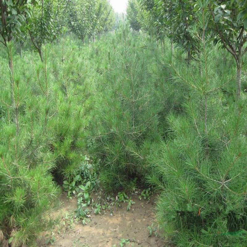 廠家急售1米以上白皮松批發(fā)基地 白皮松樹(shù)成活率高