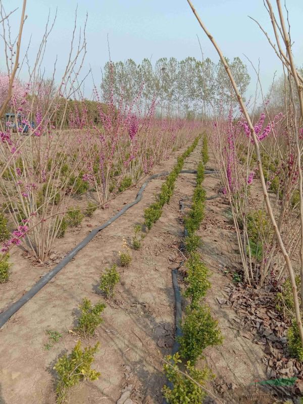 叢生紫荊，
