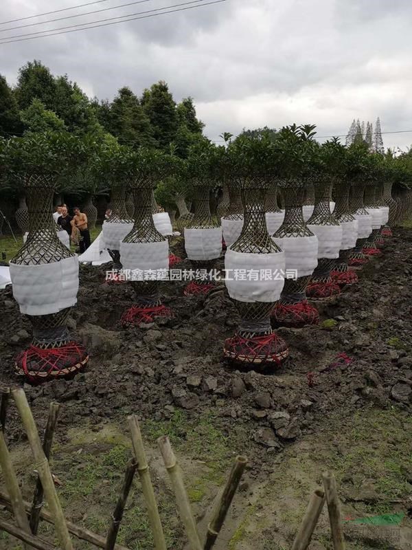 桂花花瓶批發(fā)基地 桂花花瓶基地 出售桂花花瓶 桂花花瓶批發(fā)