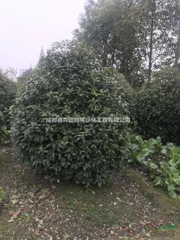 低分枝桂花基地 批發(fā)桂花籠子 4米桂花籠子批發(fā)基地 桂花基地