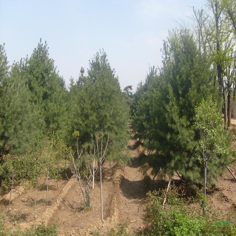基地批發(fā)80公分白皮松好的貨源 白皮松樹品質(zhì)好