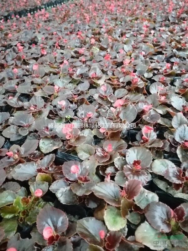 四季海棠草花批發(fā)基地 四季海棠基地 大量出售四季海棠