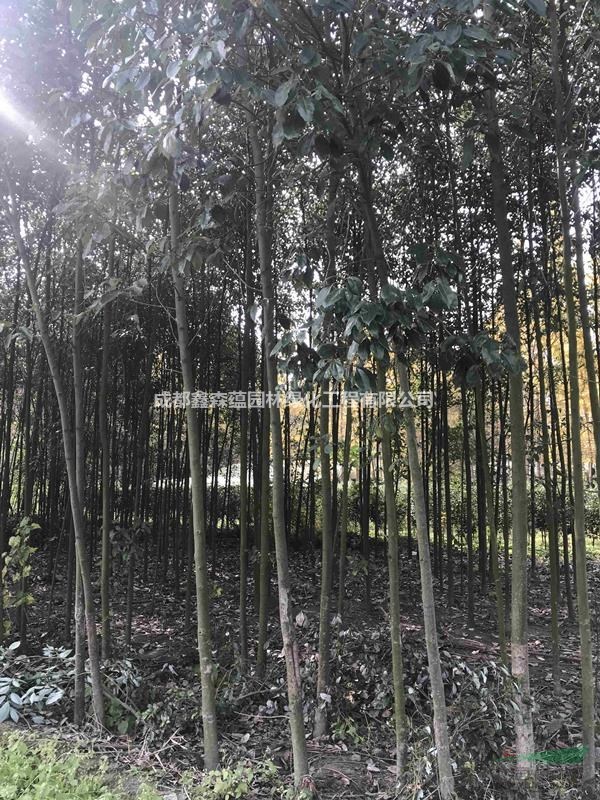 小葉香樟批發(fā)價格 小葉香樟小苗基地 批發(fā)小葉香樟 香樟基地