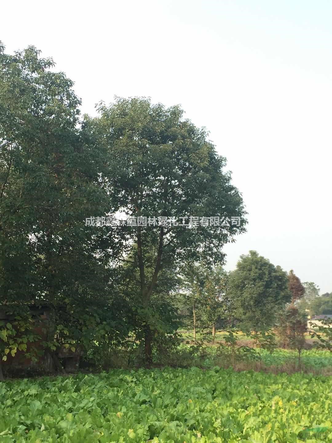 小葉香樟批發(fā)價格 小葉香樟小苗基地 批發(fā)小葉香樟 香樟基地