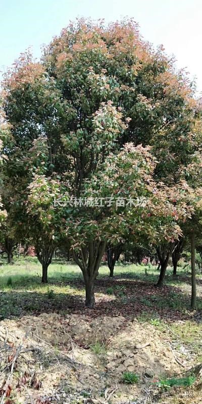 浙江长兴提供大量出售红叶石楠3米一5米冠