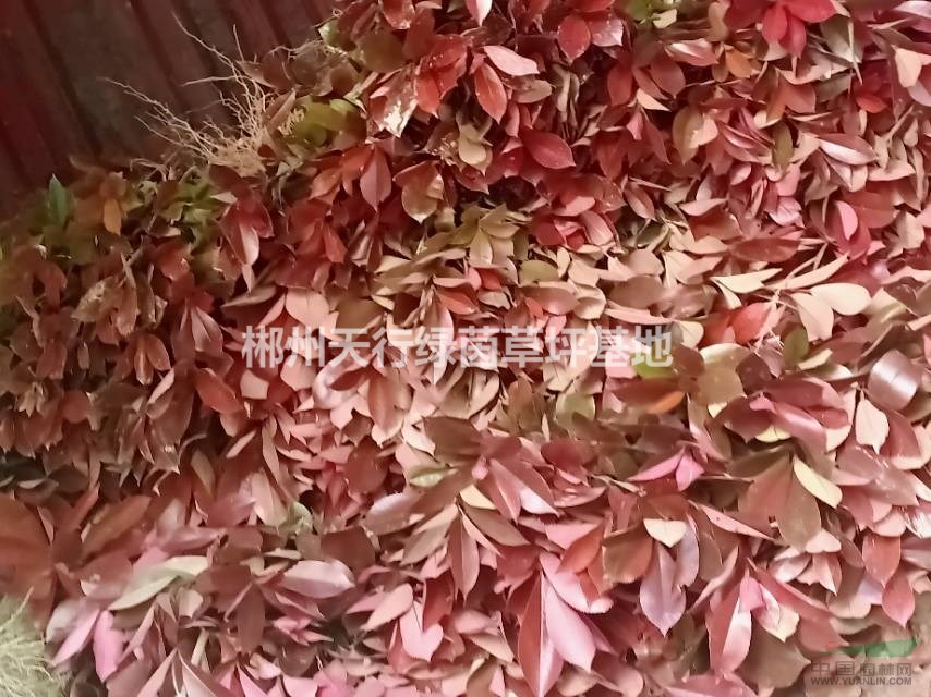 紅葉石楠
