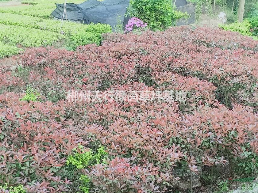 紅葉石楠