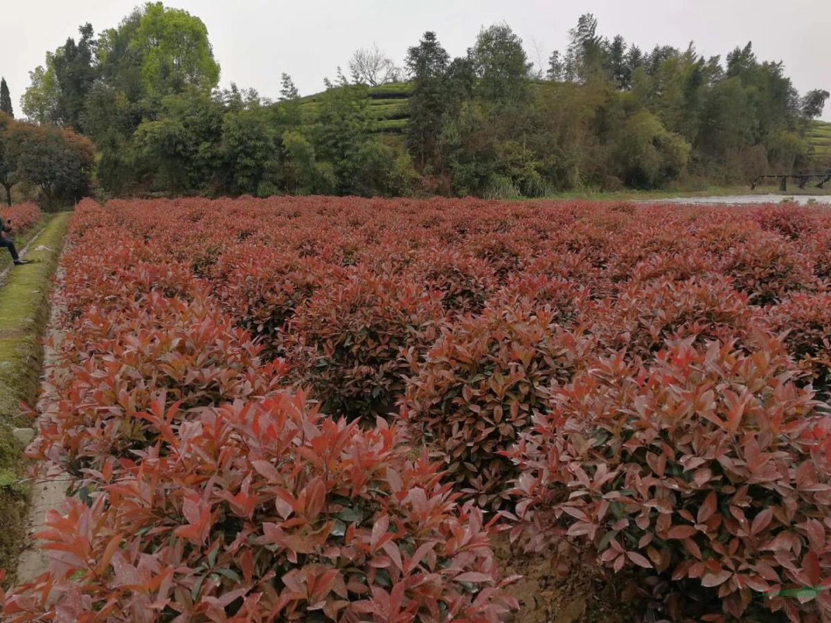 容器苗紅葉石楠球