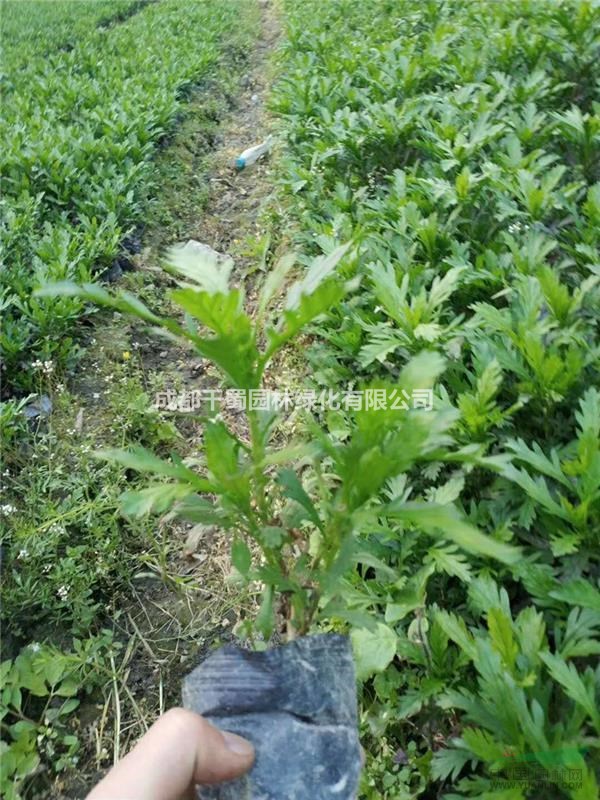 陜西木春菊基地苗圃直銷工程苗木春菊大量供應