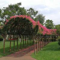 四川紫薇造型基地 植物紫薇編織造型基地量大從優(yōu)