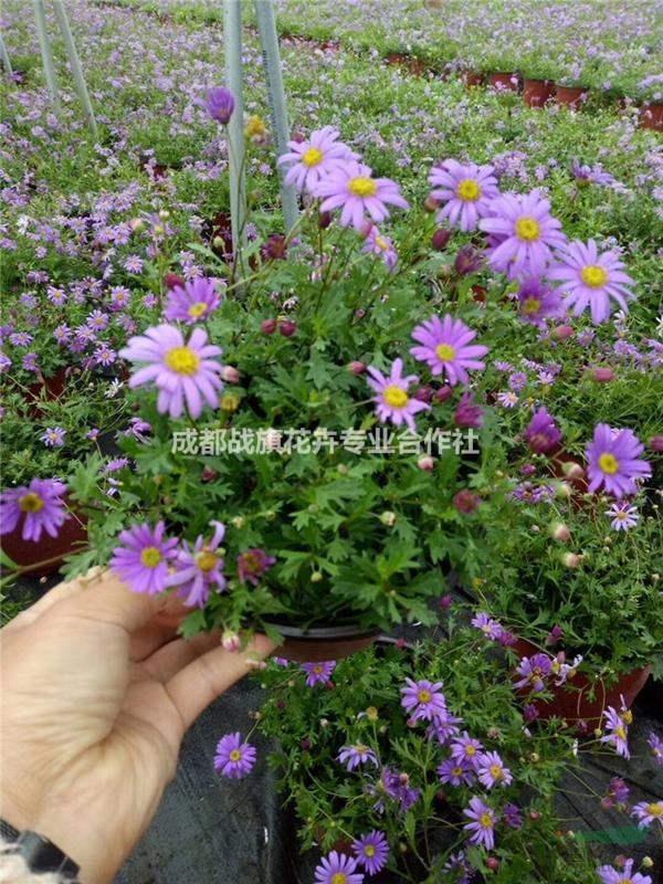 春季草花三色堇批量出售 三色堇0.5元 歡迎來電咨詢
