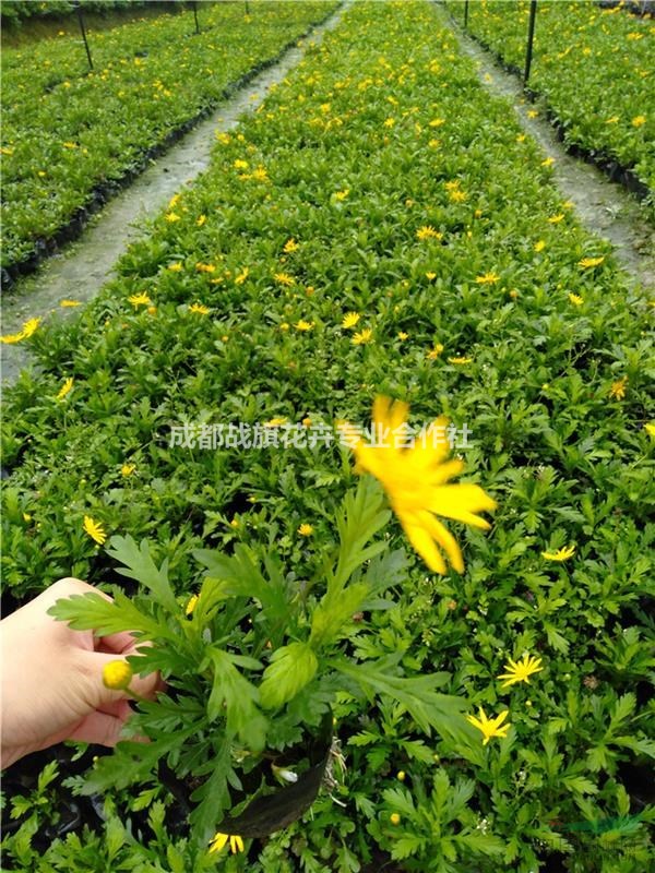 春季草花三色堇批量出售 三色堇0.5元 歡迎來電咨詢