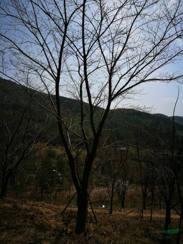 櫻花