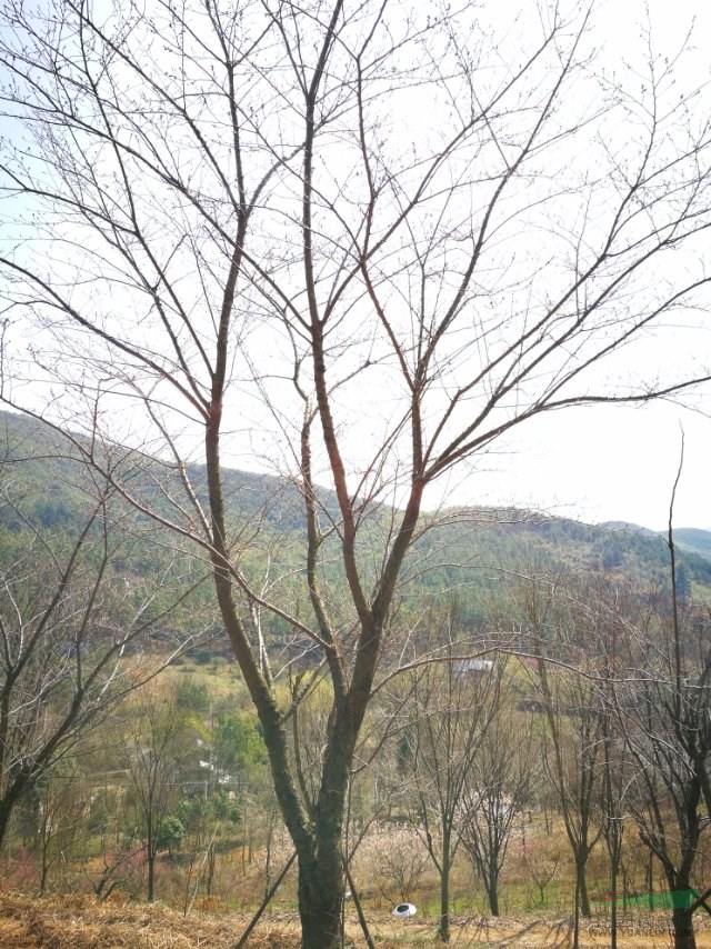 櫻花