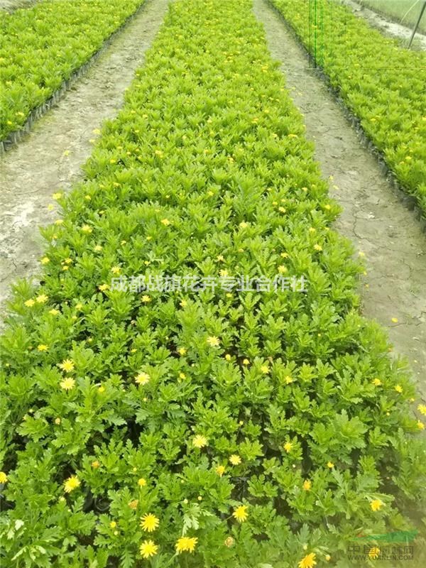 四季常青的宿根花卉木春菊 木春菊0.5元 工程量批發(fā)