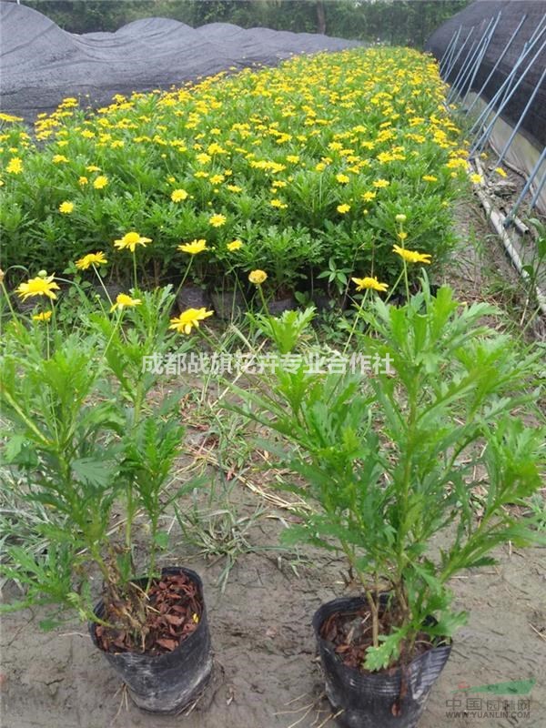 四季常青的宿根花卉木春菊 木春菊0.5元 工程量批發(fā)