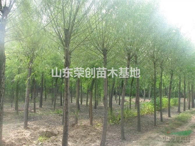 優(yōu)質(zhì)金絲垂柳 青皮柳 饅頭柳 垂柳基地 曲柳綠化苗木 柳樹