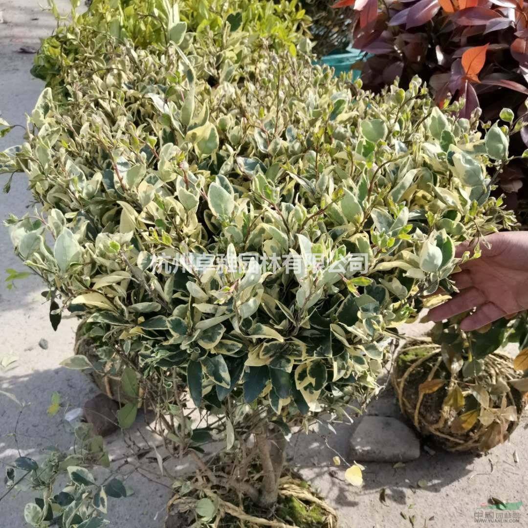 花葉女貞球(蕭山毛球,蕭山小苗.杯苗.工程用苗配送)