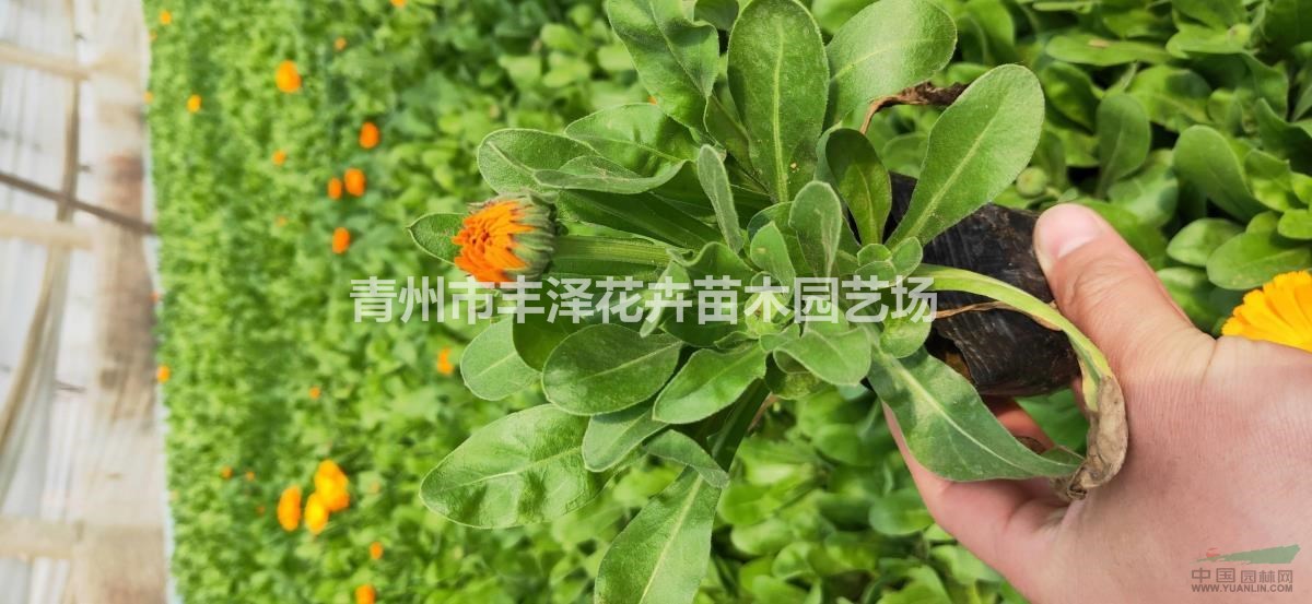 金盞菊基地，金盞菊價格，金盞菊供應(yīng)