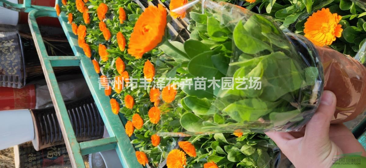 金盞菊基地，金盞菊價格，金盞菊供應(yīng)