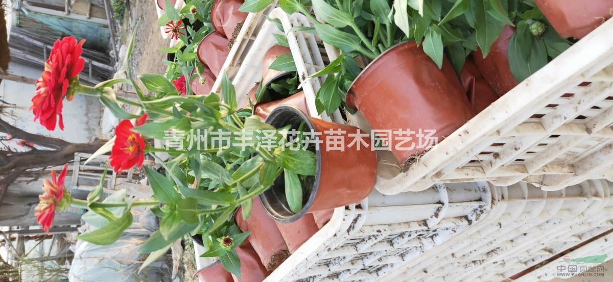 百日草價(jià)格，百日草供應(yīng)