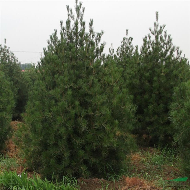 專業(yè)苗木基地3米以上白皮松培育基地 白皮松樹數(shù)量巨大 歡迎選購(gòu)