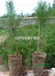 1米2米3米4米白皮松占地白皮松山西白皮松價(jià)格