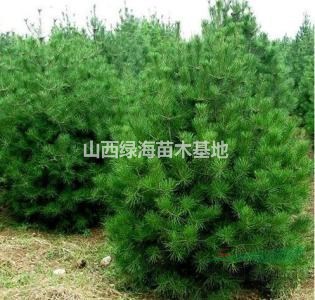 1米2米3米4米白皮松占地白皮松山西白皮松價(jià)格