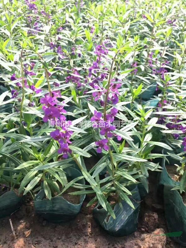 香彩雀種植基地，香彩雀價(jià)格