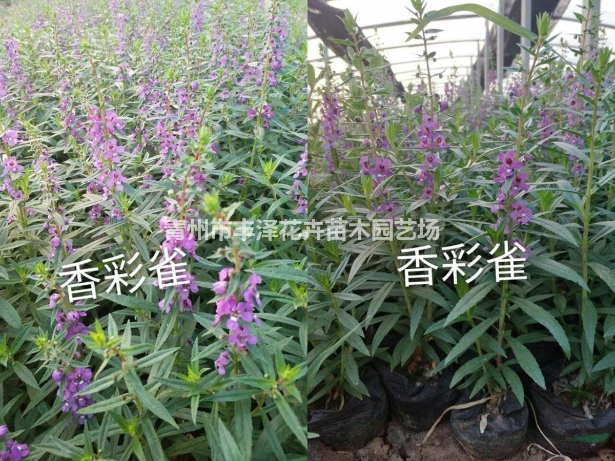香彩雀種植基地，香彩雀價(jià)格