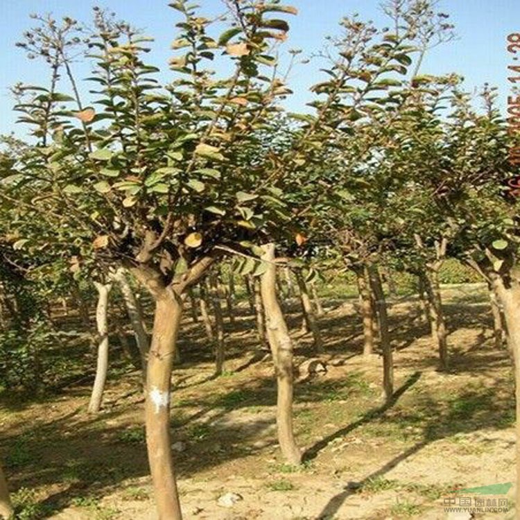 大量出售8公分以上百日紅好的貨源 百日紅無(wú)病蟲(chóng)害凍害