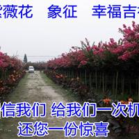 農(nóng)戶供應2公分紫薇樹培育基地 百日紅無病蟲害凍害