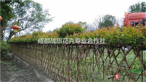 有功能性的紫薇造型 紫薇圍墻編織 別樣的綠籬380元