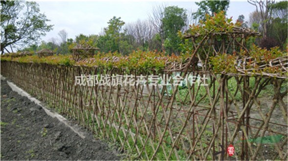 有功能性的紫薇造型 紫薇圍墻編織 別樣的綠籬380元
