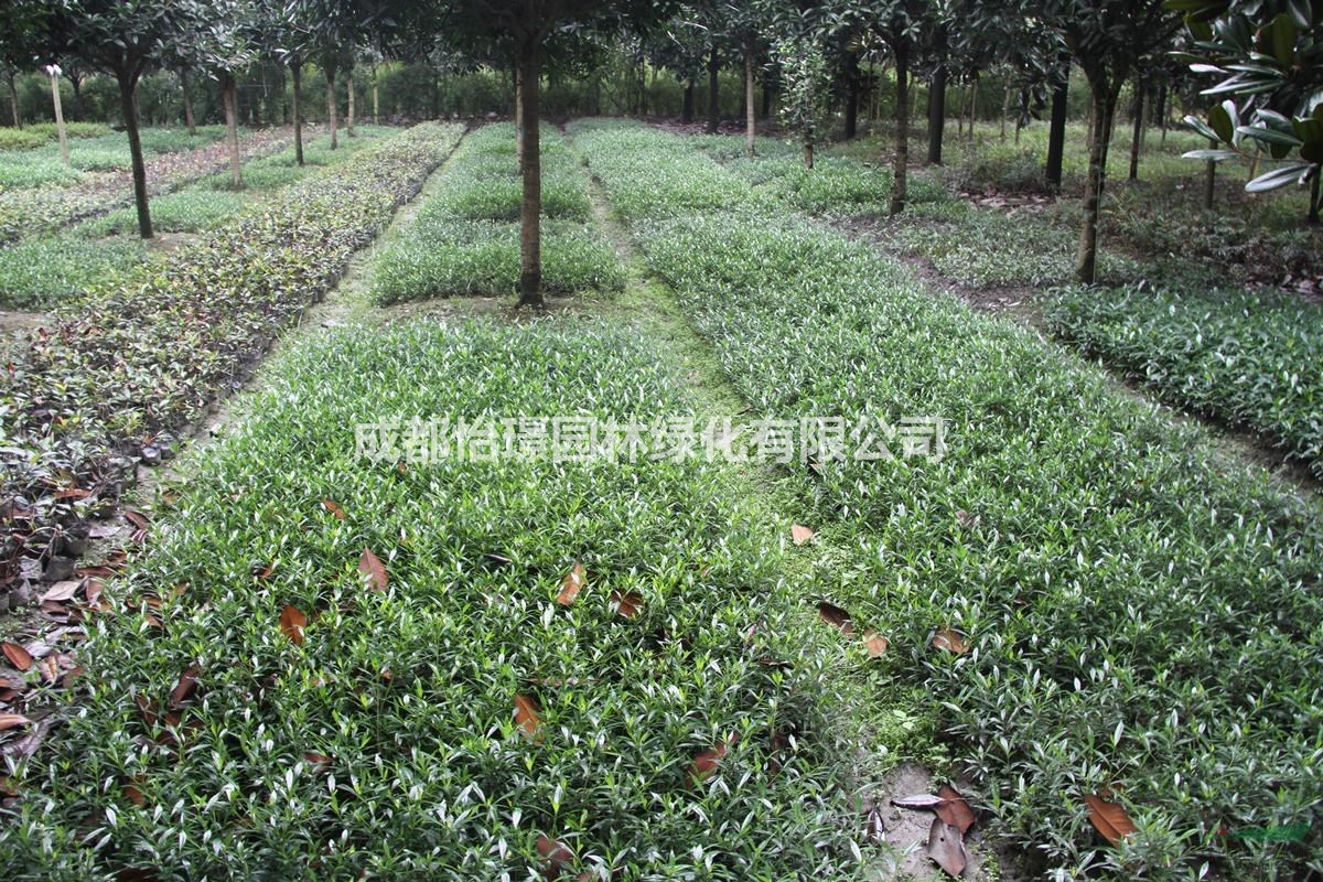 海梔子新價(jià)格 哪里有海梔子基地供應(yīng)