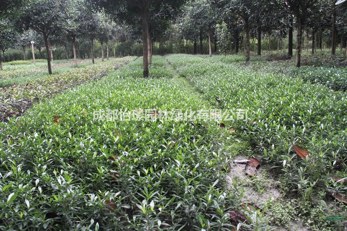 海梔子新價(jià)格 哪里有海梔子基地供應(yīng)
