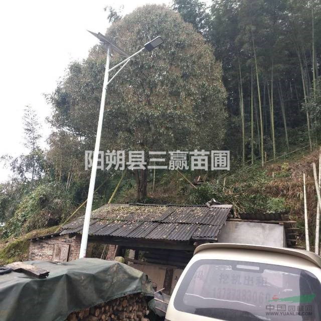 廣西桂林精品金桂