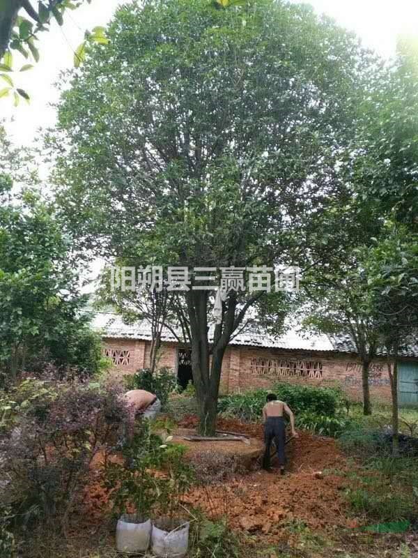 廣西桂林精品金桂